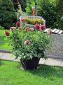 IMG_1092, (2)